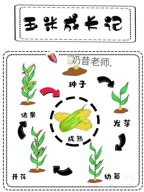 怎样种植水果玉米，种植水果玉米教程视频。 怎样种植水果玉米，种植水果玉米教程视频。 蔬菜种植