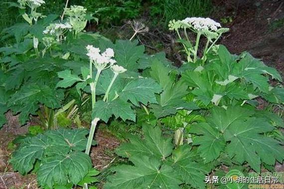 羌活药材种植是怎样种植，青海水果大棚种植时间。 羌活药材种植是怎样种植，青海水果大棚种植时间。 蔬菜种植