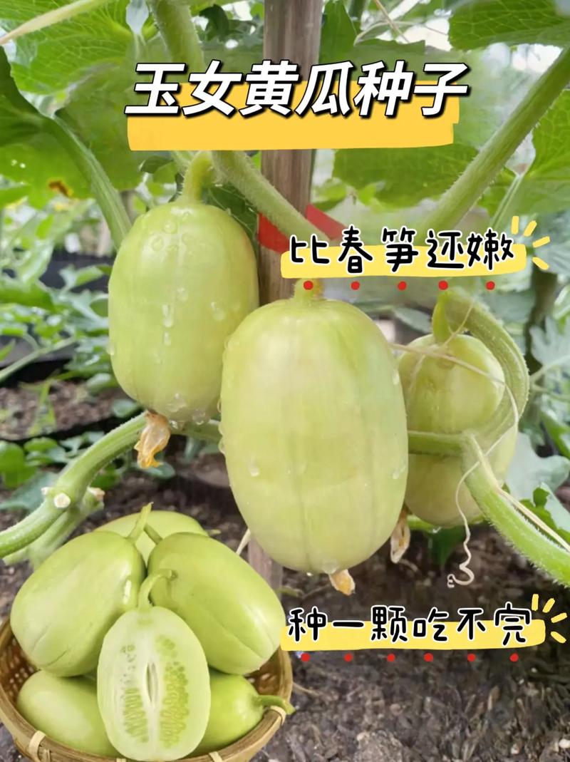 南方11月份还可以种植青瓜吗，拇指黄瓜种子。 南方11月份还可以种植青瓜吗，拇指黄瓜种子。 水果种植