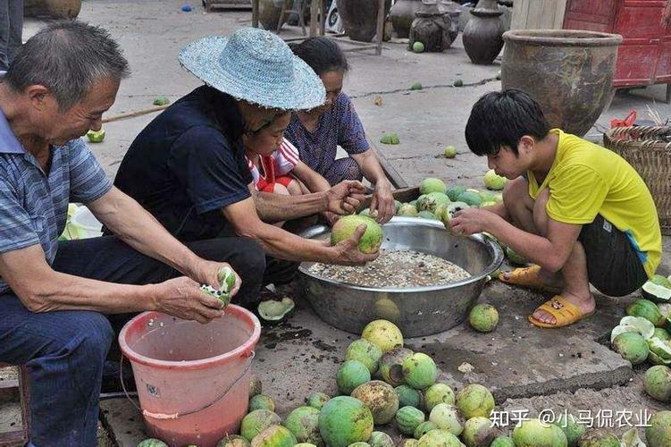 旱地种什么庄稼有收获，旱地种植水果违法吗知乎。 旱地种什么庄稼有收获，旱地种植水果违法吗知乎。 蔬菜种植