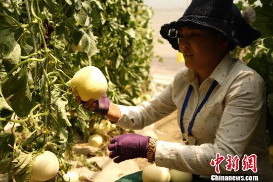 拉萨需要如何规划发展，日喀则农民种植什么水果最多。 拉萨需要如何规划发展，日喀则农民种植什么水果最多。 家禽养殖