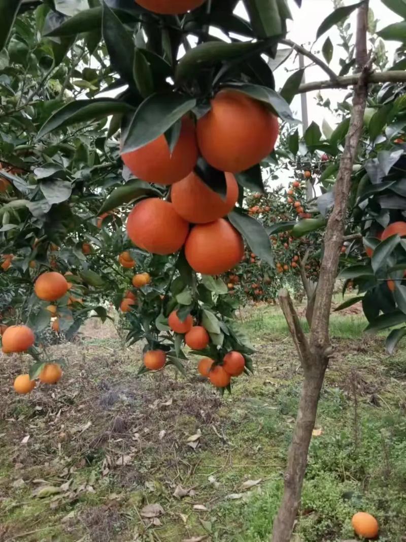 重庆地区适合种植什么水果，河谷种植什么水果最好。 重庆地区适合种植什么水果，河谷种植什么水果最好。 家禽养殖