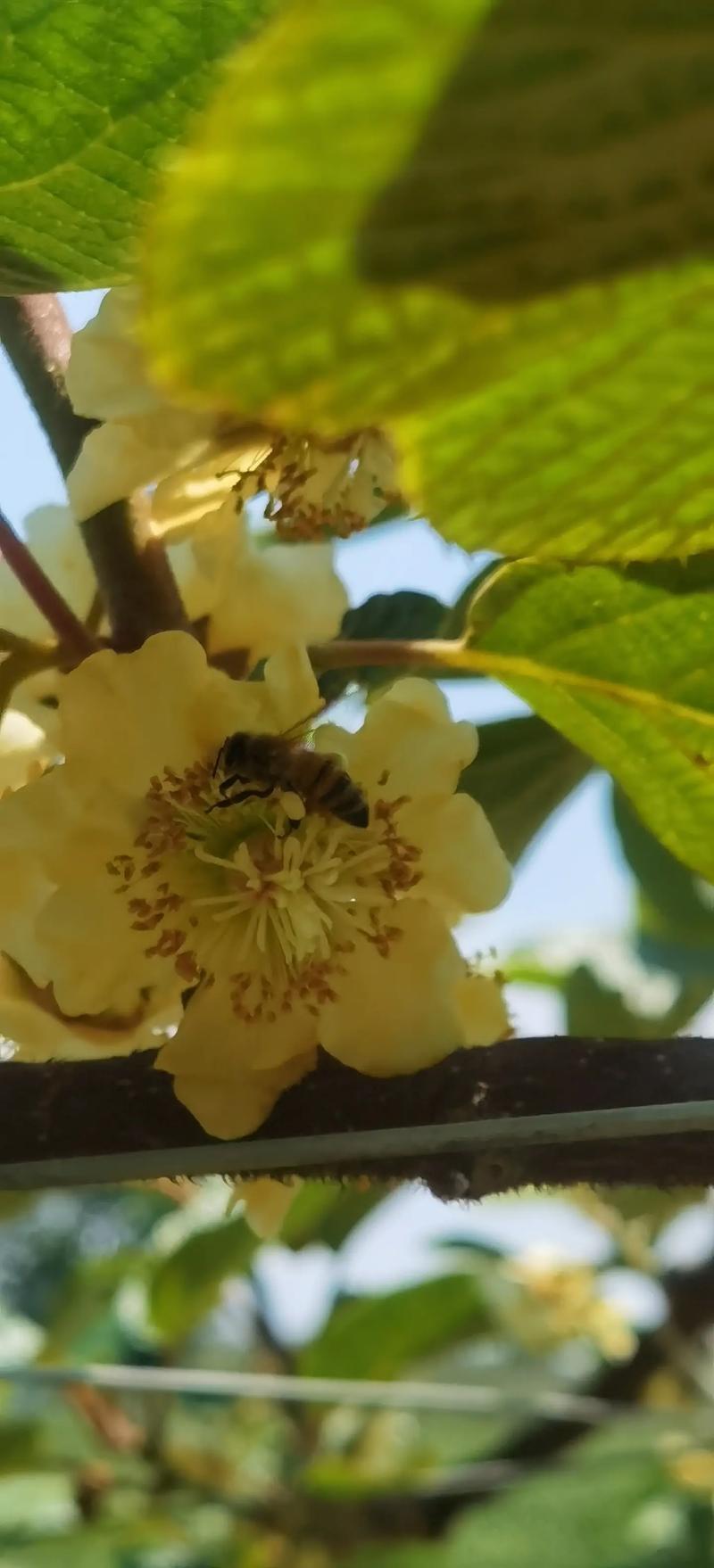 猕猴桃花期授粉是放蜂授粉效果好，还是人工授粉效果好，人工授粉的水果能吃吗。 猕猴桃花期授粉是放蜂授粉效果好，还是人工授粉效果好，人工授粉的水果能吃吗。 畜牧养殖