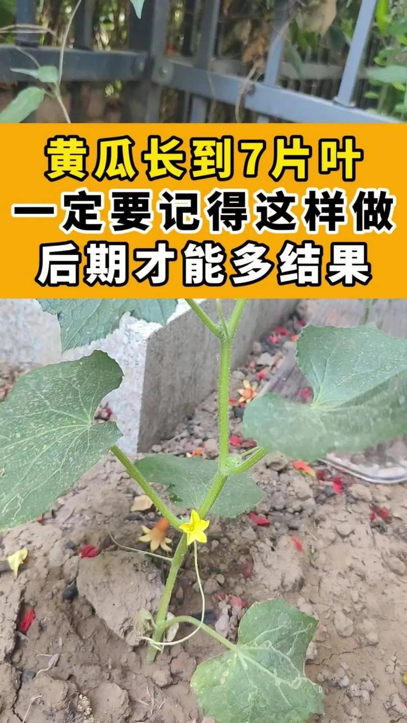 青瓜的种植方法，黄瓜种植最佳ph值。 青瓜的种植方法，黄瓜种植最佳ph值。 家禽养殖