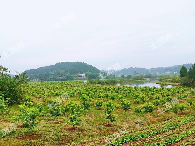 现在有140亩水浇地，和一片荒山，请问有什么好的种植项目，合作也可以，承包荒山种植水果违法吗。 现在有140亩水浇地，和一片荒山，请问有什么好的种植项目，合作也可以，承包荒山种植水果违法吗。 蔬菜种植