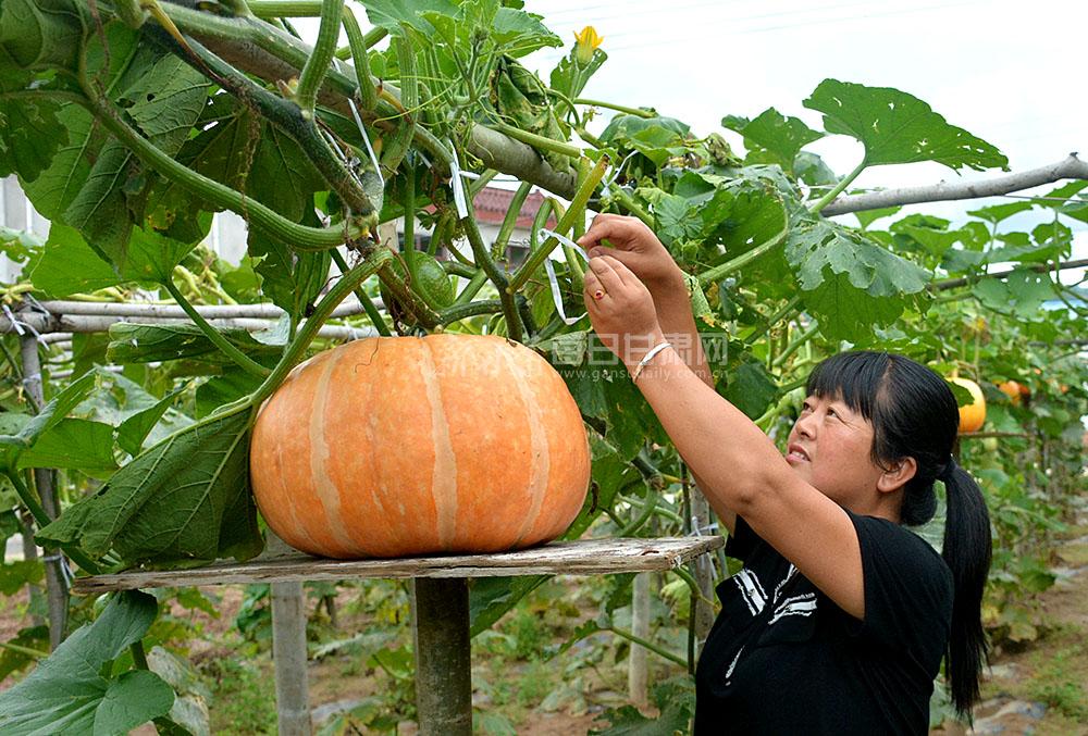 水果南瓜怎么种植，果树基地水果种植方案怎么写。 水果南瓜怎么种植，果树基地水果种植方案怎么写。 土壤施肥