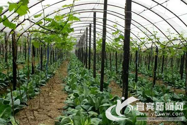 葡萄园可以套种鲜花吗，水果鲜花种植基地在哪里。 葡萄园可以套种鲜花吗，水果鲜花种植基地在哪里。 蔬菜种植