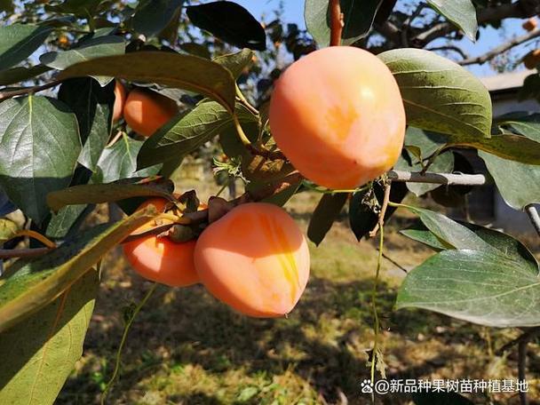 七十岁种什么果树最好，山坡水果种植年龄要求。 七十岁种什么果树最好，山坡水果种植年龄要求。 畜牧养殖