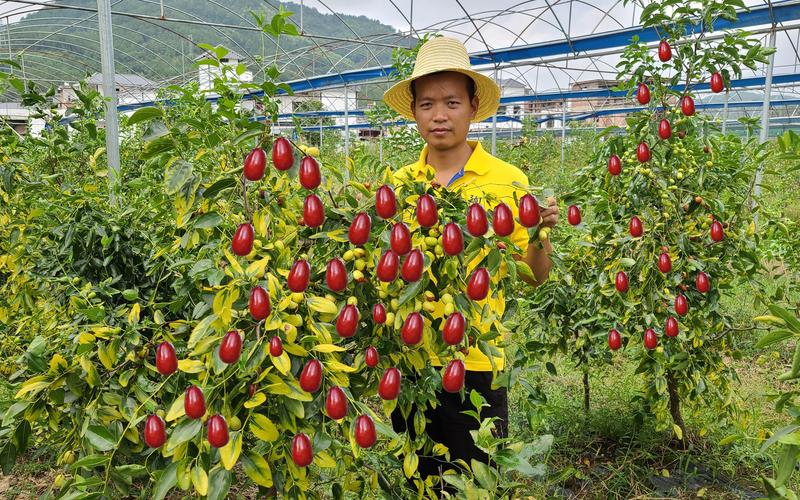 家里承包了150亩田地，种传统农作物效益较差，如何增加收益，小明家种植水果,去年收支相抵后结余1200元。 家里承包了150亩田地，种传统农作物效益较差，如何增加收益，小明家种植水果,去年收支相抵后结余1200元。 水果种植