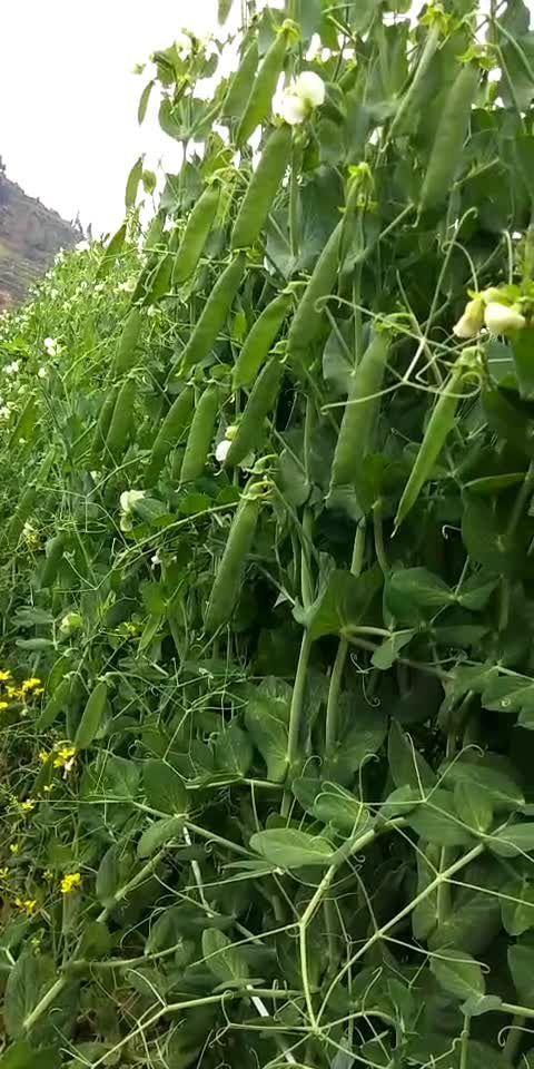 水果豆做法，水果豆种植方法视频。 水果豆做法，水果豆种植方法视频。 水果种植