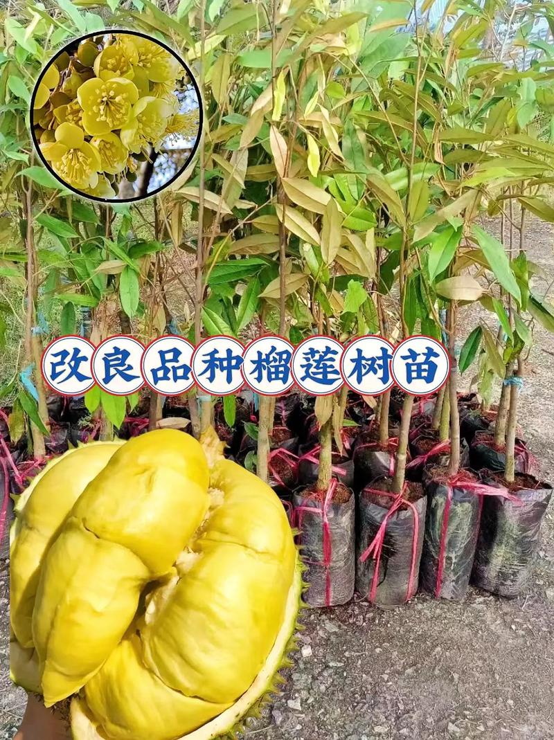 榴莲种植需要怎样的条件，水果知识科普榴莲种植视频。 榴莲种植需要怎样的条件，水果知识科普榴莲种植视频。 家禽养殖