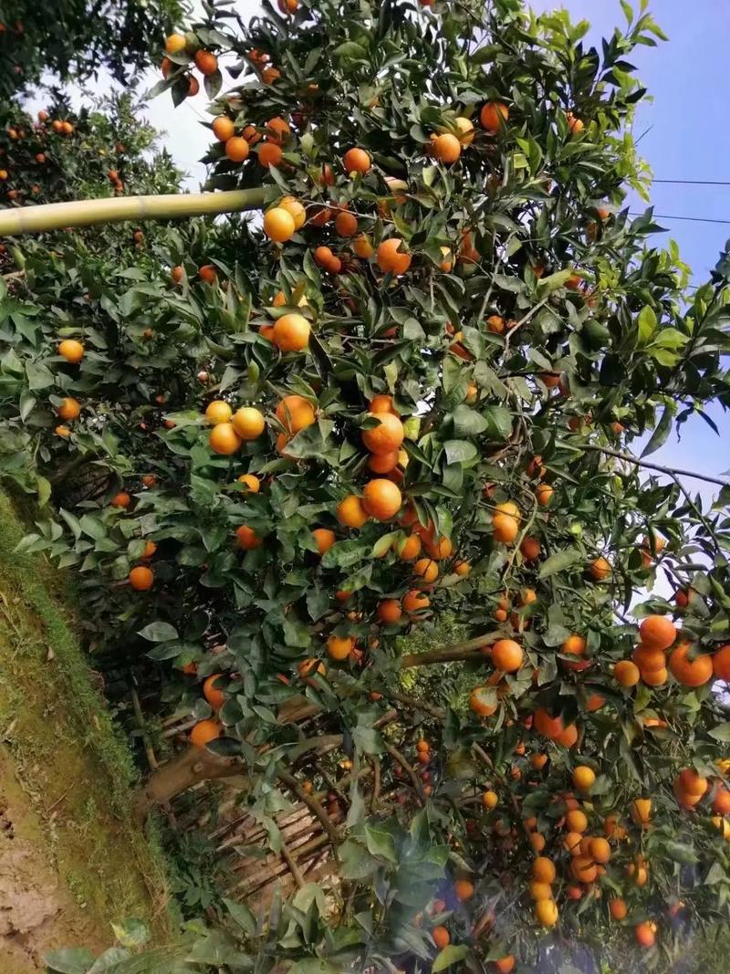 重庆地区适合种植什么水果，重庆野外种植水果有哪些。 重庆地区适合种植什么水果，重庆野外种植水果有哪些。 蔬菜种植