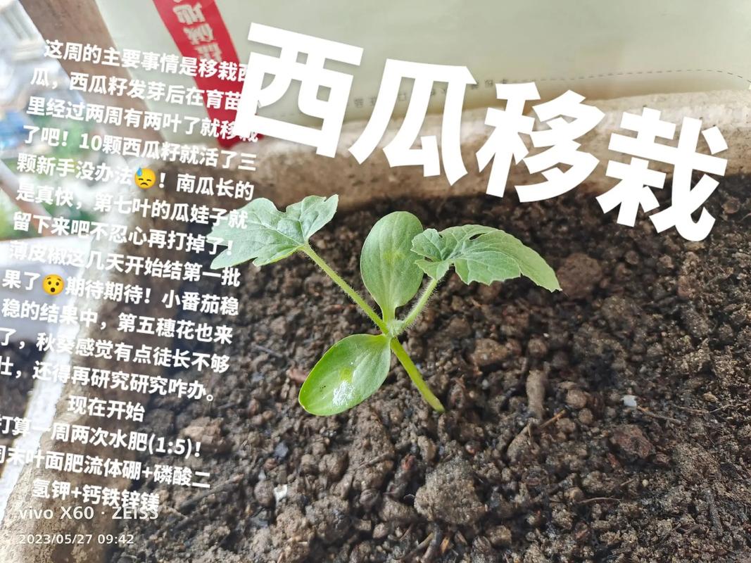 新鲜的水果种子，怎样使它发芽？…移植到土里，水果种子发芽怎么种植视频。 新鲜的水果种子，怎样使它发芽？…移植到土里，水果种子发芽怎么种植视频。 水果种植