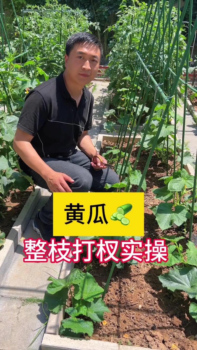 农村种植的黄瓜吃不完，如何腌制黄瓜干呢？需要用热水烫一下吗，水果黄瓜怎么种植视频教程。 农村种植的黄瓜吃不完，如何腌制黄瓜干呢？需要用热水烫一下吗，水果黄瓜怎么种植视频教程。 土壤施肥