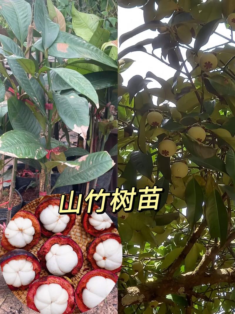 果树山竹的培育方法，pvc管种植什么水果好。 果树山竹的培育方法，pvc管种植什么水果好。 家禽养殖