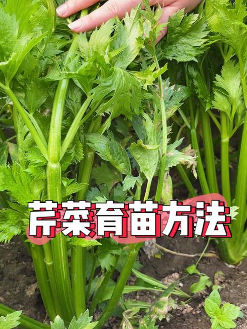 哪些水果蔬菜种植简单，易成活，很快结果的，水果芹菜如何种植视频。 哪些水果蔬菜种植简单，易成活，很快结果的，水果芹菜如何种植视频。 畜牧养殖