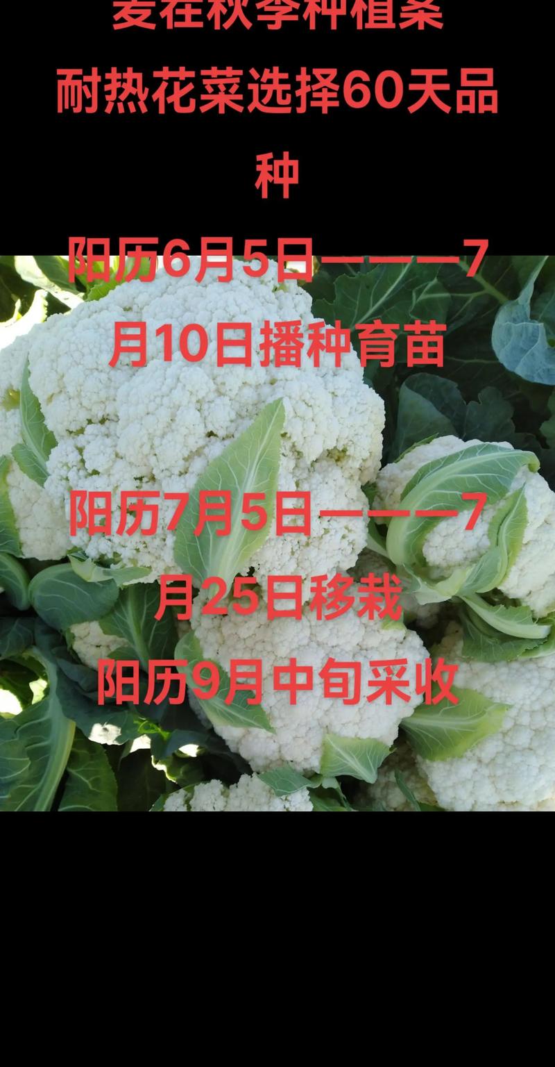 4一5月可以种植花菜吗，鲜花水果怎么种植方法。 4一5月可以种植花菜吗，鲜花水果怎么种植方法。 水果种植