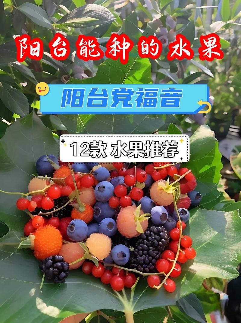 阳台或露台可以种什么水果，无光线阳台种植水果可以吗。 阳台或露台可以种什么水果，无光线阳台种植水果可以吗。 水果种植