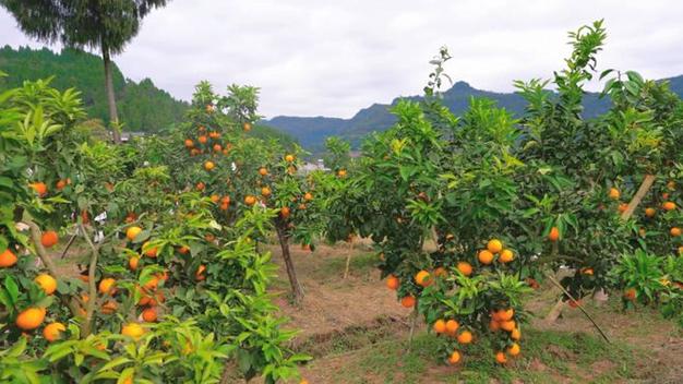 四川水果种植基地，水果大范围种植基地有哪些。 四川水果种植基地，水果大范围种植基地有哪些。 水果种植