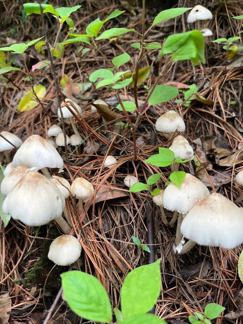 佛山哪里可以捡菌子，高明水果种植基地在哪里。 佛山哪里可以捡菌子，高明水果种植基地在哪里。 水果种植