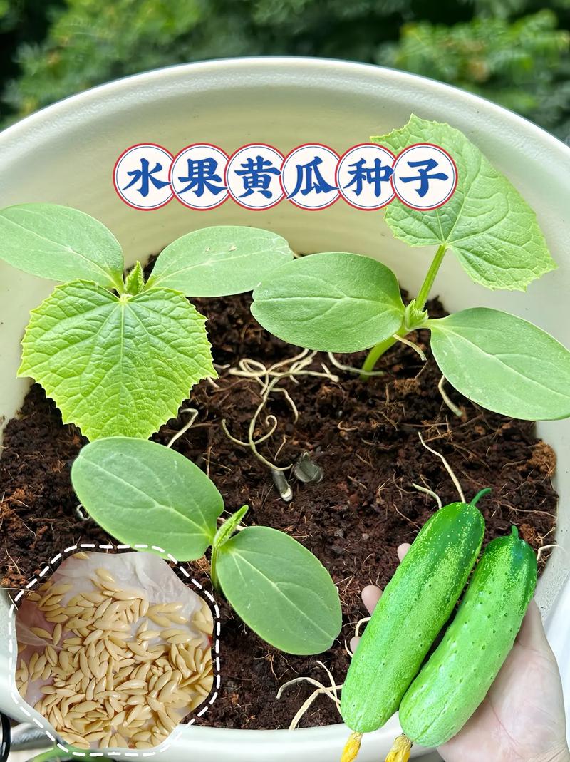 哪些水果蔬菜种植简单，易成活，很快结果的，水果蔬菜夏季种植方法。 哪些水果蔬菜种植简单，易成活，很快结果的，水果蔬菜夏季种植方法。 蔬菜种植