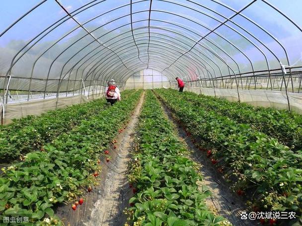 农村大规模种植（草莓🍓，樱桃，杨梅，桃子）都是应季水果，怎么做到深加工快速消费，农业种植水果致富项目。 农村大规模种植（草莓🍓，樱桃，杨梅，桃子）都是应季水果，怎么做到深加工快速消费，农业种植水果致富项目。 家禽养殖