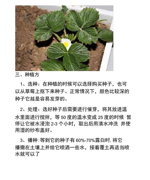 怎么种植草莓？怎么才能让种子正常发芽，水果核种植视频大全播放。 怎么种植草莓？怎么才能让种子正常发芽，水果核种植视频大全播放。 家禽养殖