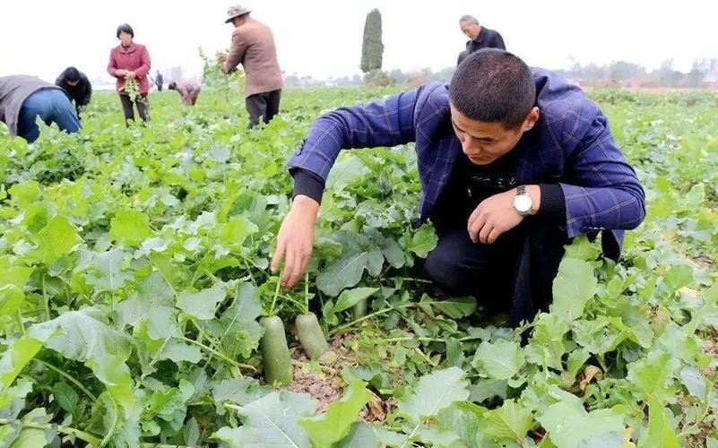 可以对翡翠进行标准化管理、售卖吗，正阳水果萝卜种植基地在哪里。 可以对翡翠进行标准化管理、售卖吗，正阳水果萝卜种植基地在哪里。 水果种植