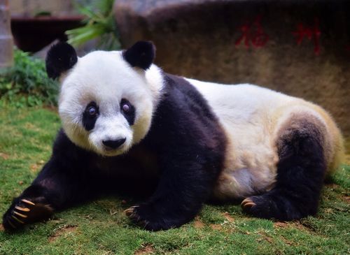 最长寿大熊猫叫什么名字，宝兴水果种植户有多少。 最长寿大熊猫叫什么名字，宝兴水果种植户有多少。 水果种植