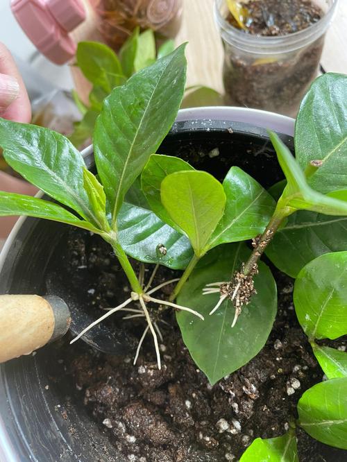 栀子花怎样水培扦插繁殖：栀子花水插繁殖，怎么种植水果水培种子呢。 栀子花怎样水培扦插繁殖：栀子花水插繁殖，怎么种植水果水培种子呢。 蔬菜种植