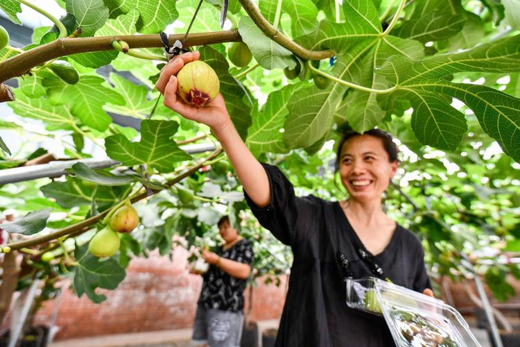 哪些农业是结合了经济、社会、生态三方面的经济效益，种植生态水果图片高清大图。 哪些农业是结合了经济、社会、生态三方面的经济效益，种植生态水果图片高清大图。 畜牧养殖