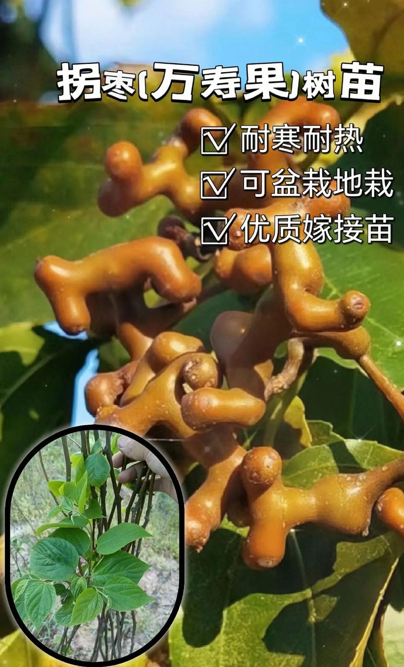 世界濒危动物，石首南水果种植基地在哪里。 世界濒危动物，石首南水果种植基地在哪里。 畜牧养殖