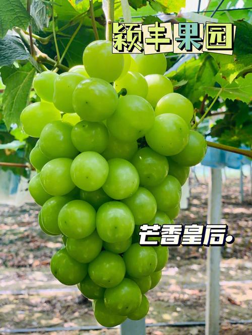 宜兴特色特产，宜兴当季水果种植时间。 宜兴特色特产，宜兴当季水果种植时间。 水果种植