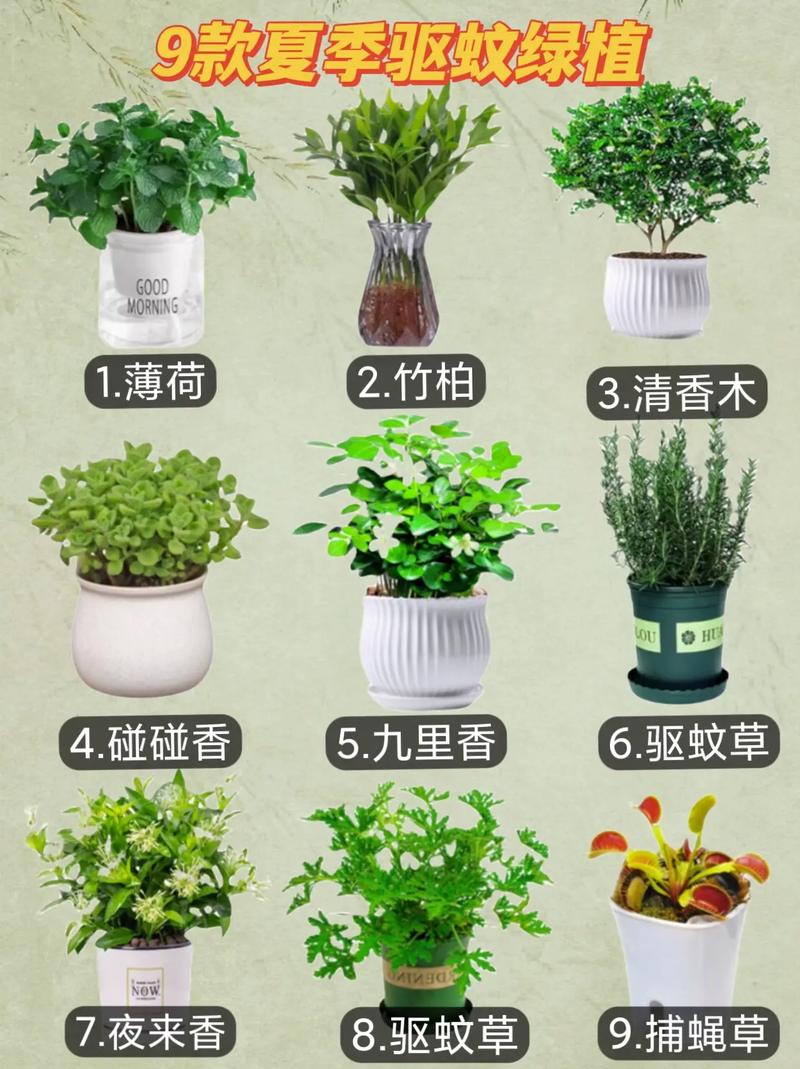 什么植物防蚊子，哪些水果适合冰台种植呢。 什么植物防蚊子，哪些水果适合冰台种植呢。 水果种植