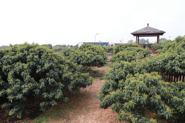 海口秀英石山镇哪个村有免费花海，石南水果种植基地在哪里。 海口秀英石山镇哪个村有免费花海，石南水果种植基地在哪里。 水果种植