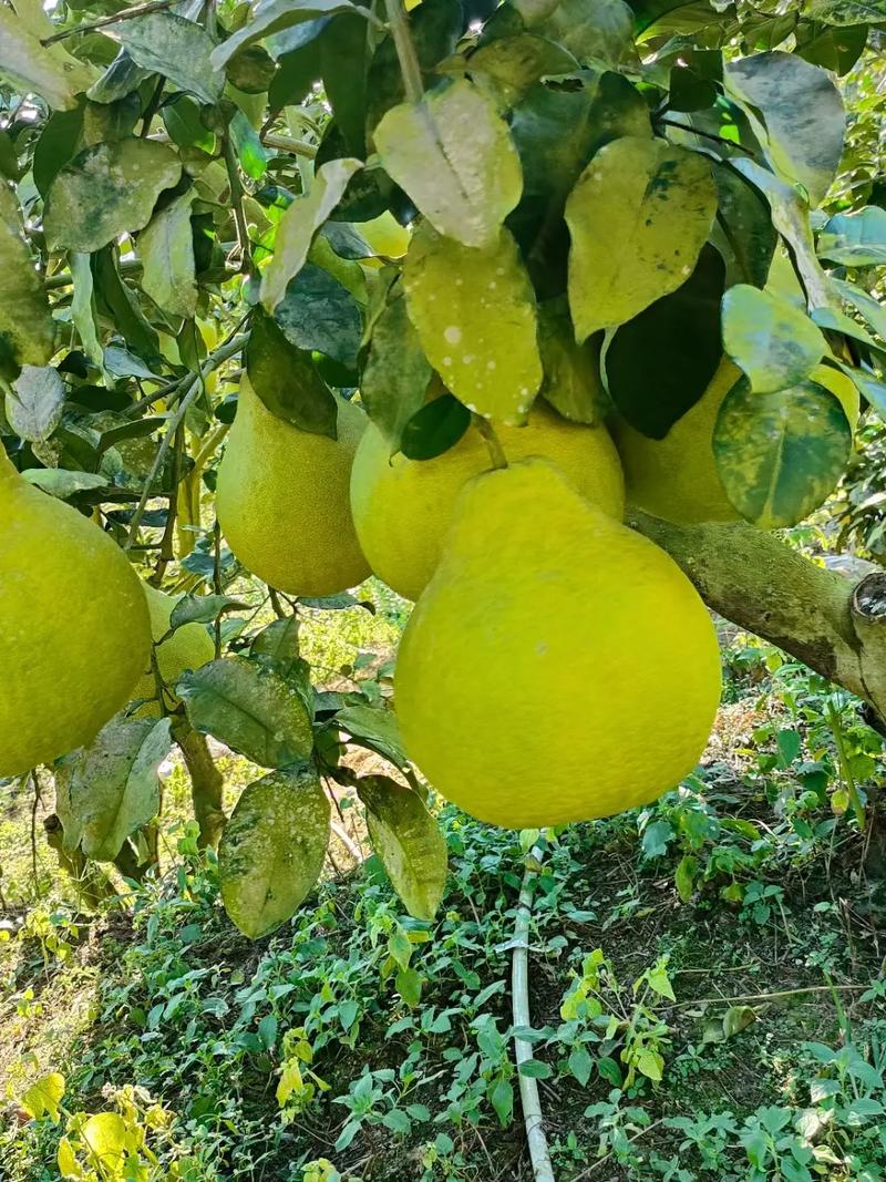 什么水果适合梅州的土壤，梅州种植水果种类大全图片。 什么水果适合梅州的土壤，梅州种植水果种类大全图片。 蔬菜种植