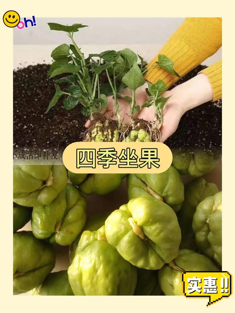 北方佛手瓜八月露地种植怎么护理，露地水果蔬菜套种植方法。 北方佛手瓜八月露地种植怎么护理，露地水果蔬菜套种植方法。 土壤施肥