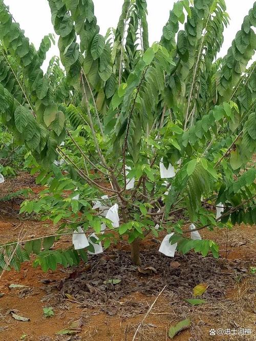 热带水果的生长环境和生长条件，自学种植热带水果技术。 热带水果的生长环境和生长条件，自学种植热带水果技术。 土壤施肥