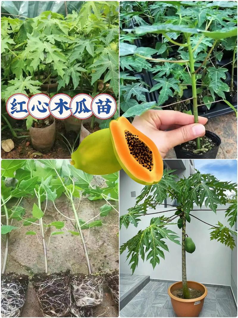 木瓜的种植气候和条件，水果木瓜种植环境要求。 木瓜的种植气候和条件，水果木瓜种植环境要求。 蔬菜种植