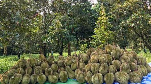 全国水果占地面积，湖南水果榴莲种植基地在哪里。 全国水果占地面积，湖南水果榴莲种植基地在哪里。 土壤施肥