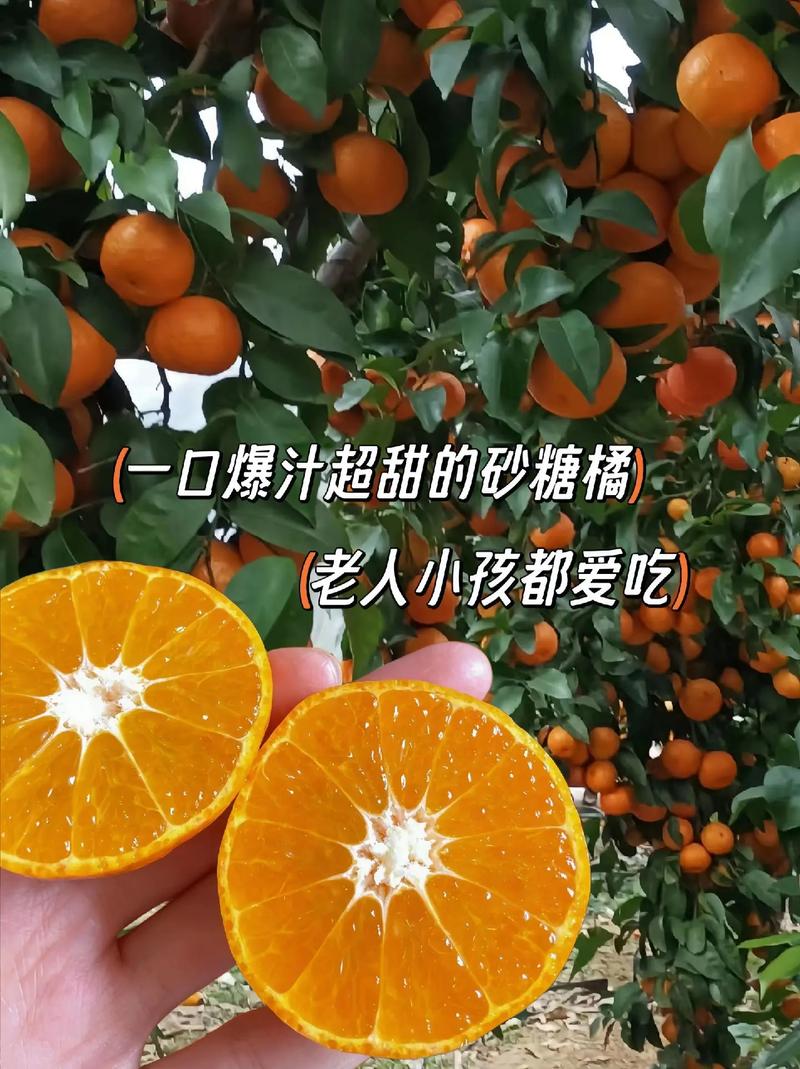 种植什么水果比较好？在哪里种植，哪几种水果最容易种植呢。 种植什么水果比较好？在哪里种植，哪几种水果最容易种植呢。 畜牧养殖