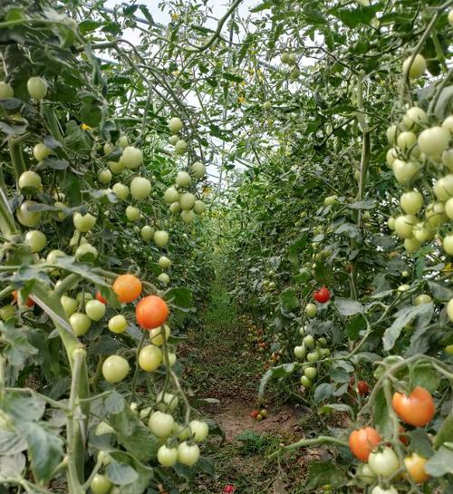 去菜市场卖什么东西销量好，长葛都有什么水果种植基地。 去菜市场卖什么东西销量好，长葛都有什么水果种植基地。 家禽养殖