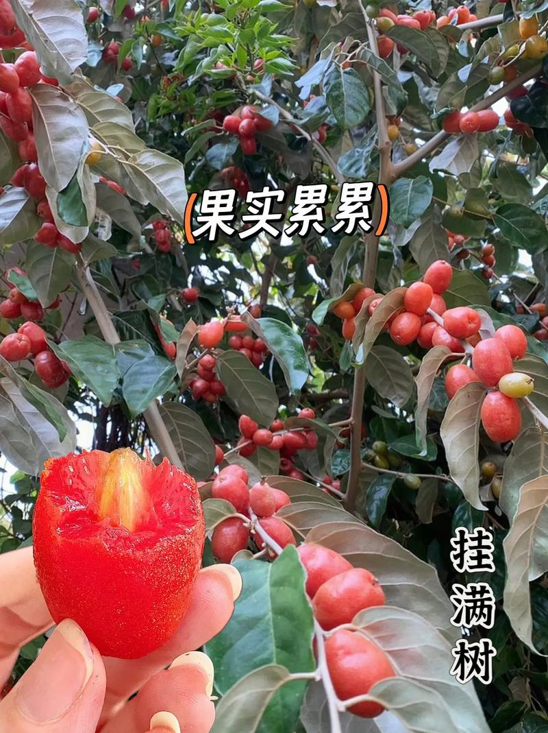 在我国北方能种植哪些水果，水果种子种植北方还是南方。 在我国北方能种植哪些水果，水果种子种植北方还是南方。 水果种植