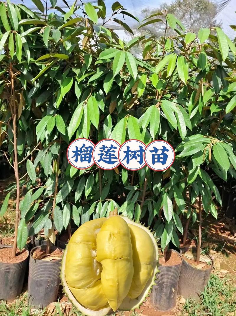 盆栽水果有前景吗，水果种植养殖前景如何。 盆栽水果有前景吗，水果种植养殖前景如何。 蔬菜种植