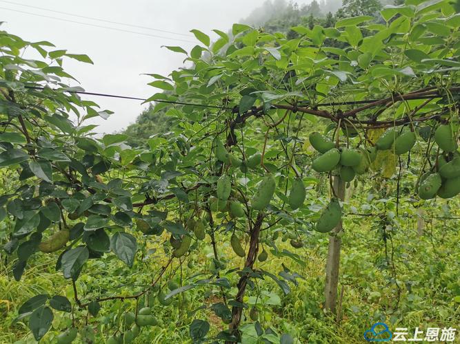 返乡创业，承包土地30多亩地种植樱桃、枇杷、蜂糖李、桃子、八月瓜、无花果，有前途吗，高档水果种植和收益有哪些。 返乡创业，承包土地30多亩地种植樱桃、枇杷、蜂糖李、桃子、八月瓜、无花果，有前途吗，高档水果种植和收益有哪些。 水果种植