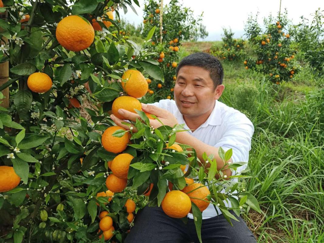 沃柑产地介绍，江华种植什么水果最多。 沃柑产地介绍，江华种植什么水果最多。 水果种植