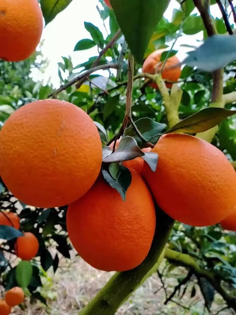 湖北能种植什么水果，湖北适合种植水果么。 湖北能种植什么水果，湖北适合种植水果么。 水果种植