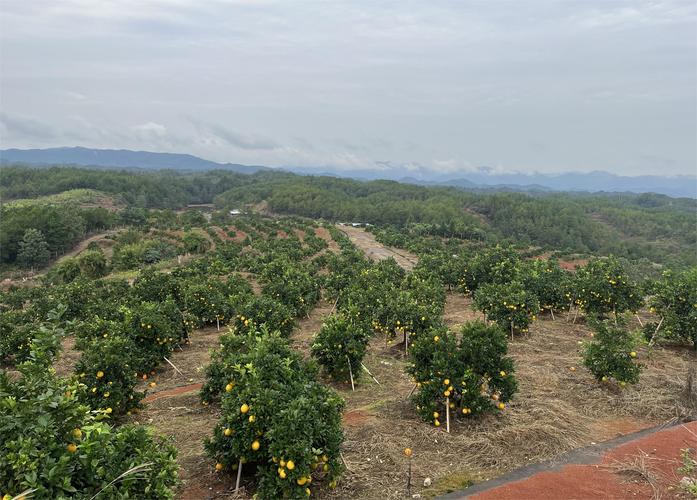 湖南郴州种植什么果树最好？为什么，水果种植场地图片。 湖南郴州种植什么果树最好？为什么，水果种植场地图片。 水果种植