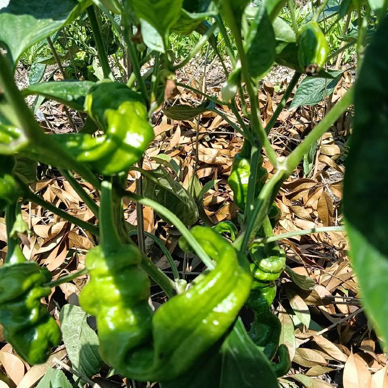 4月份了，农村家里的菜园子现在适合种植哪些蔬菜，蔬菜水果美观种植方法。 4月份了，农村家里的菜园子现在适合种植哪些蔬菜，蔬菜水果美观种植方法。 土壤施肥