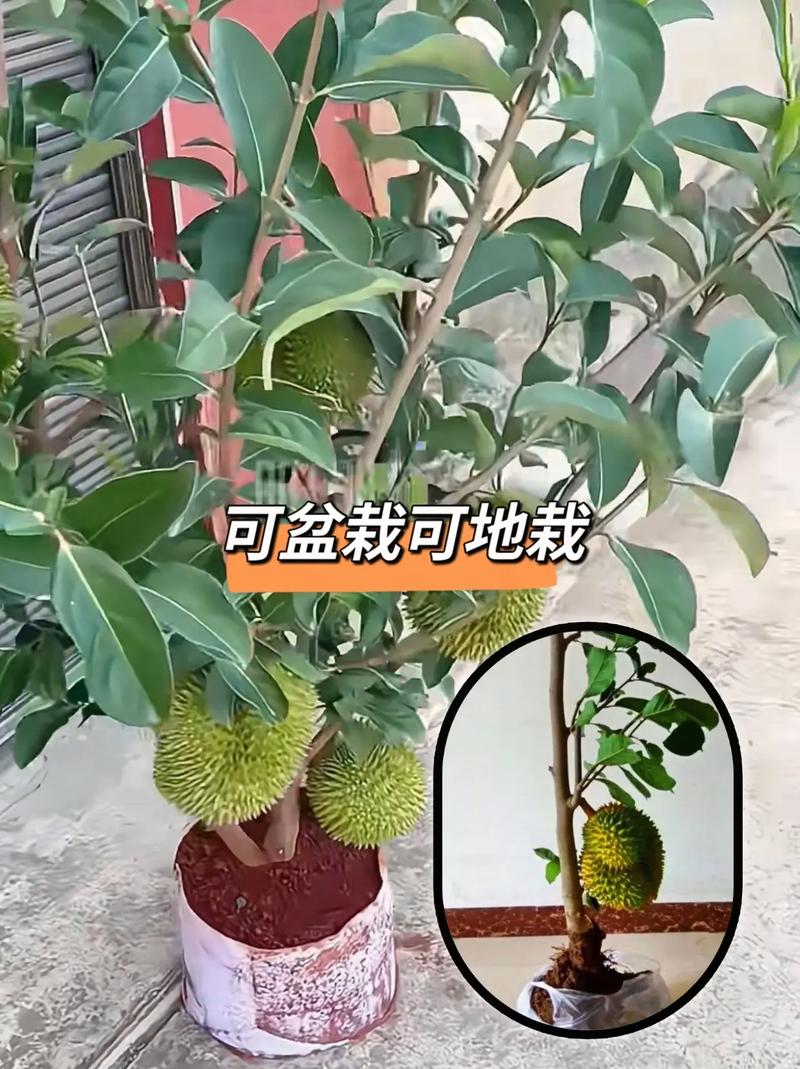 请问哪些果树适合在南方种植，水果种植在南方还是北方。 请问哪些果树适合在南方种植，水果种植在南方还是北方。 土壤施肥